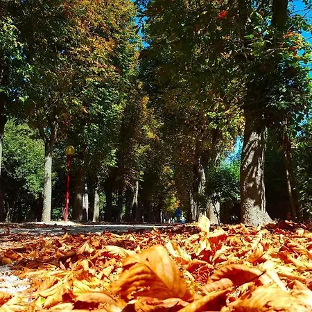 Il Gabbiano Giallo 3* Fano