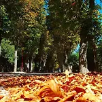 Il Gabbiano Giallo 3* Fano